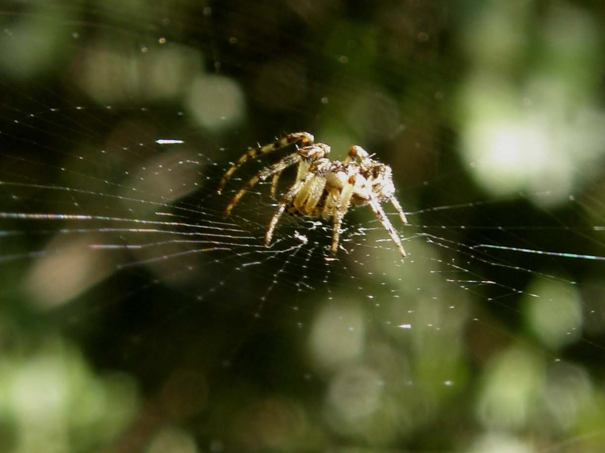 Zygiella sp. ; Larinioides sp.