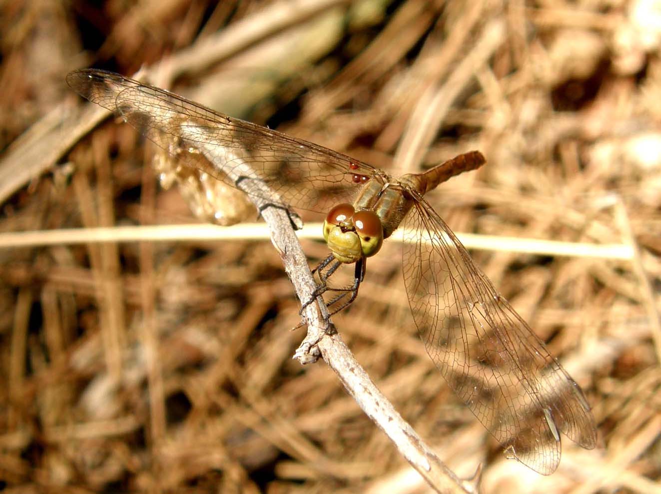 Libellule del Delta del Po