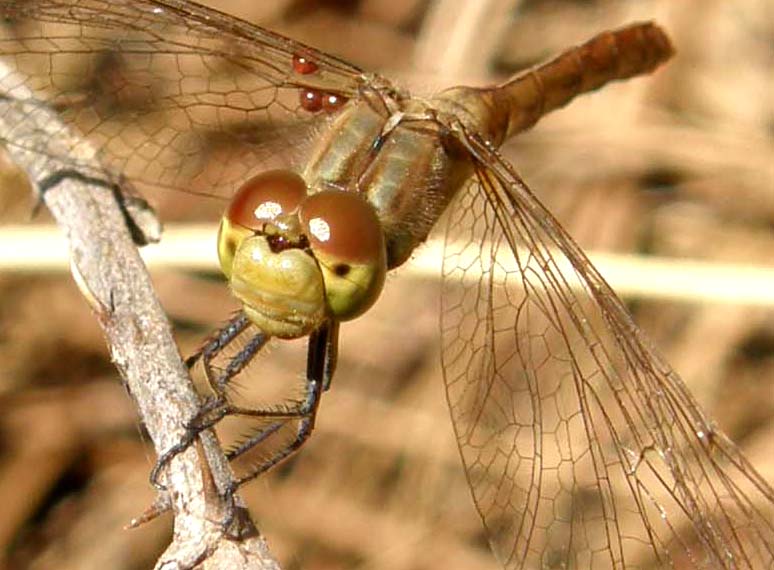 Acari parassiti di libellula