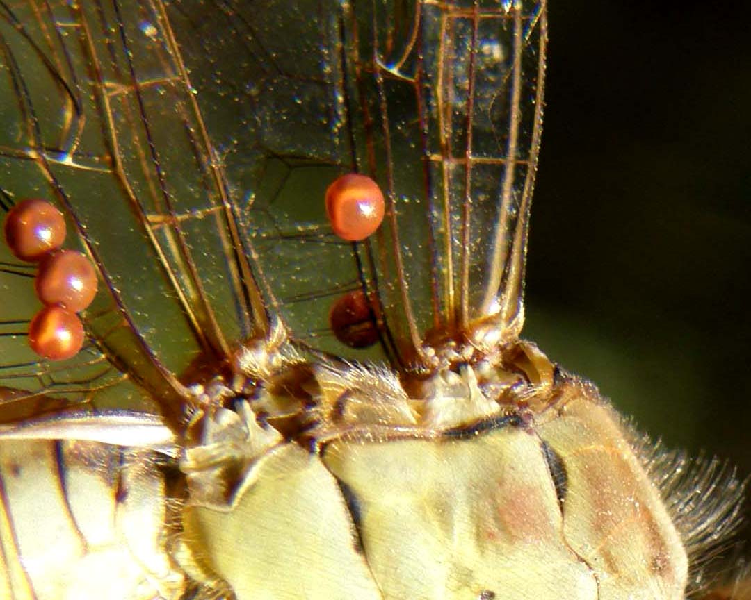 Acari parassiti di libellula