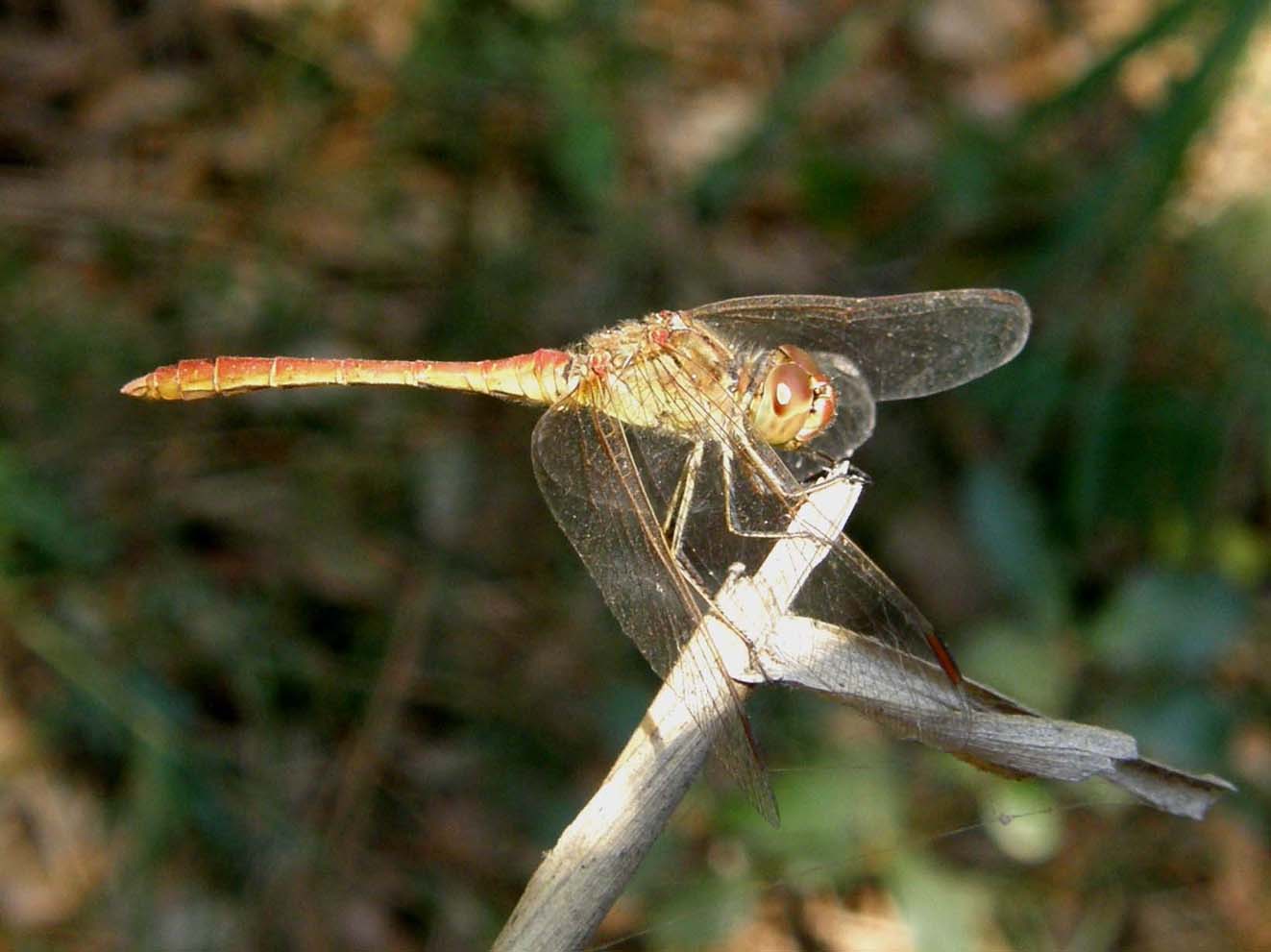 Libellule del Delta del Po