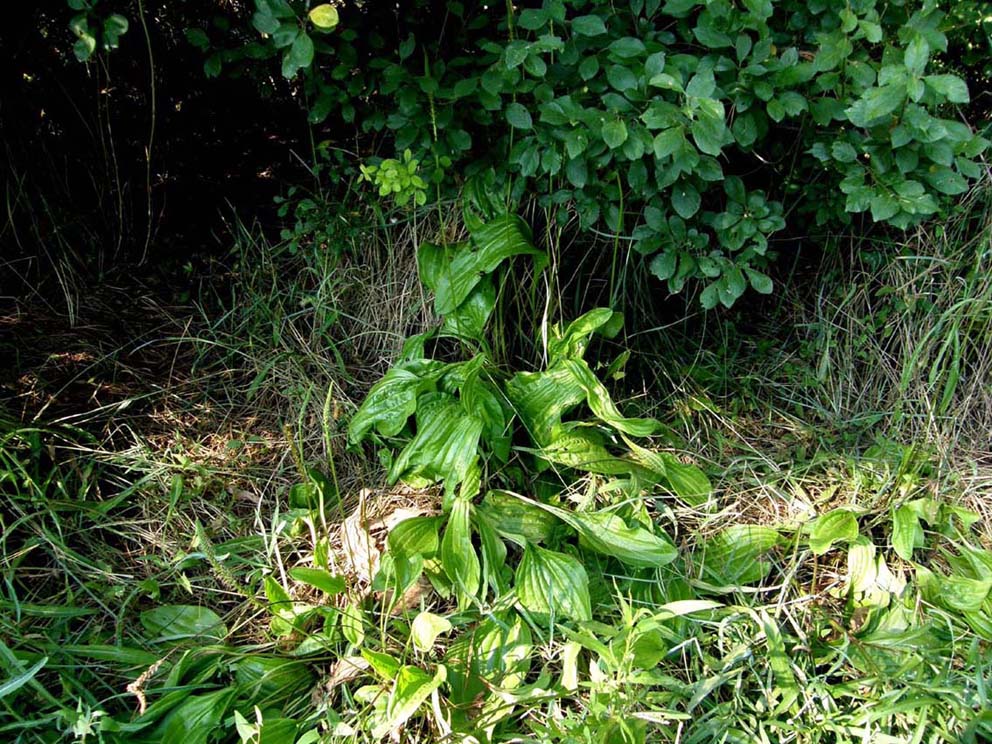 Plantago cornutii / Piantaggine di Cornut