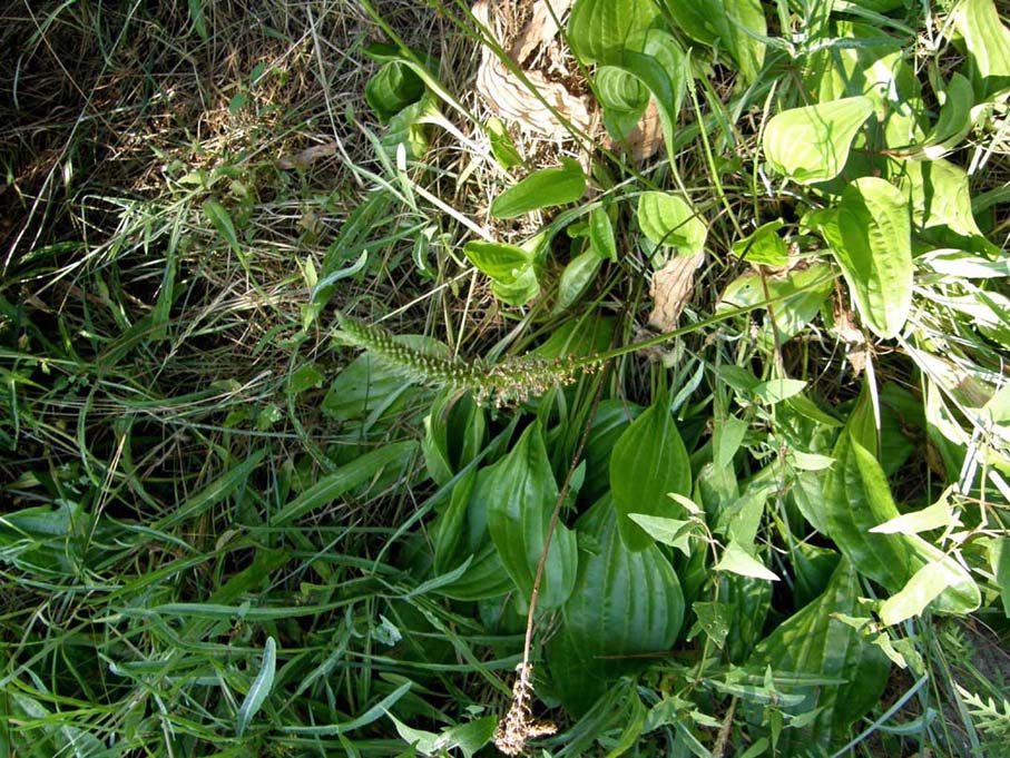 Plantago cornutii / Piantaggine di Cornut