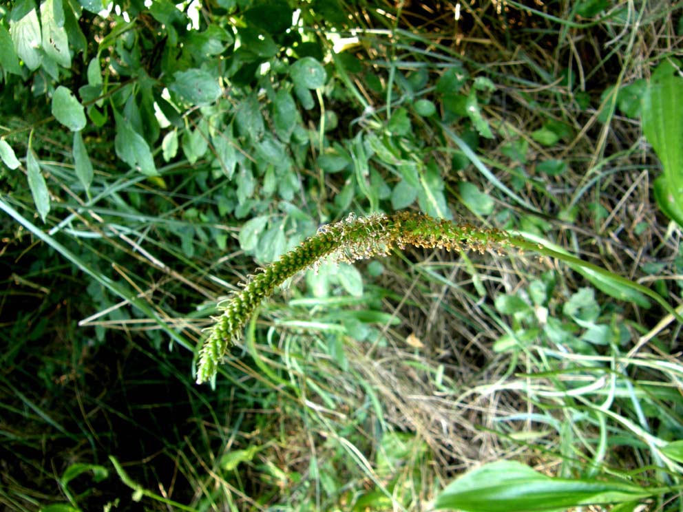 Plantago cornutii / Piantaggine di Cornut