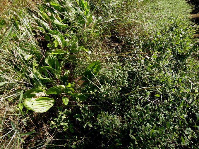 Plantago cornutii / Piantaggine di Cornut