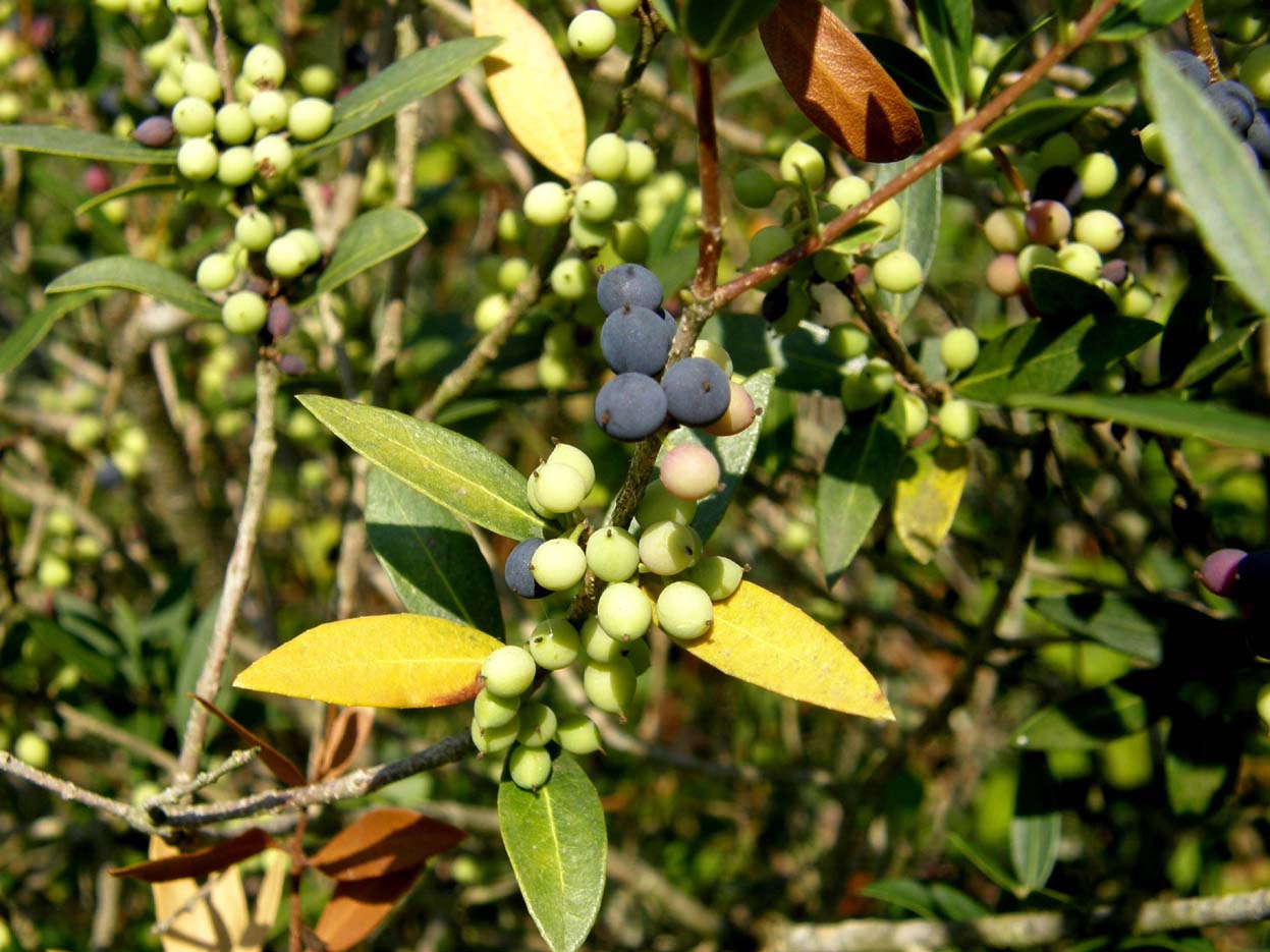 Phillyrea angustifolia / Olivello