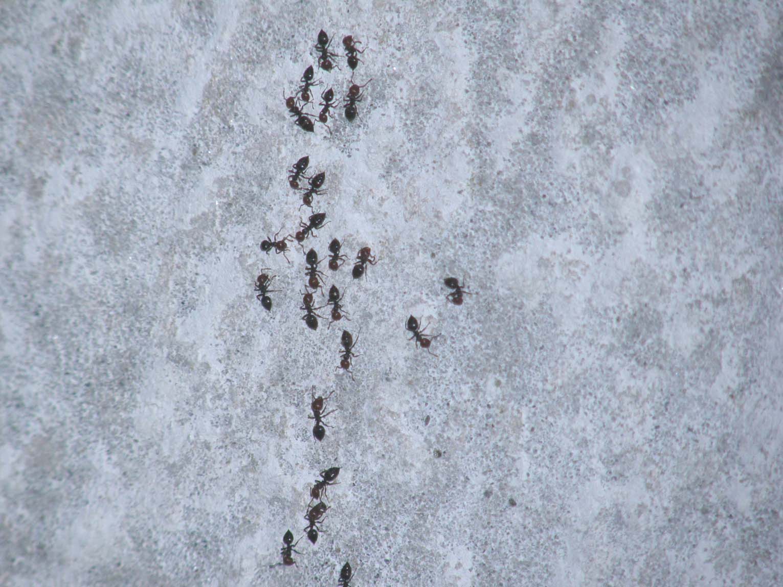 Formiche in processione: Crematogaster scutellaris