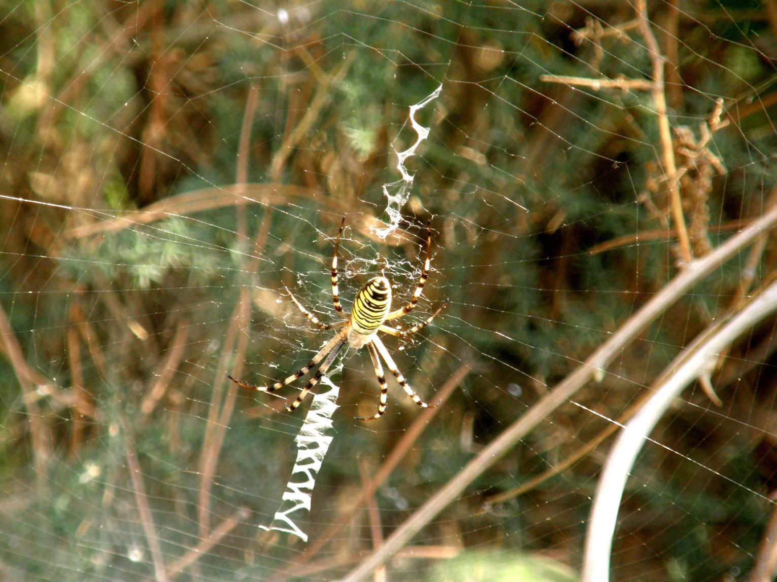 Argiope bruennichi