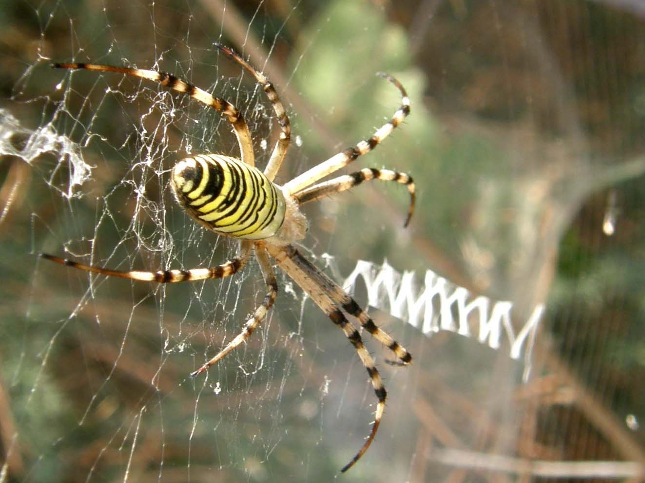 Argiope bruennichi