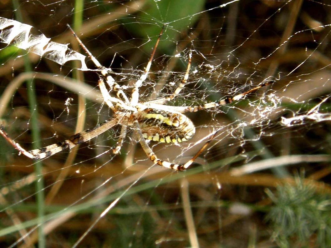 Argiope bruennichi