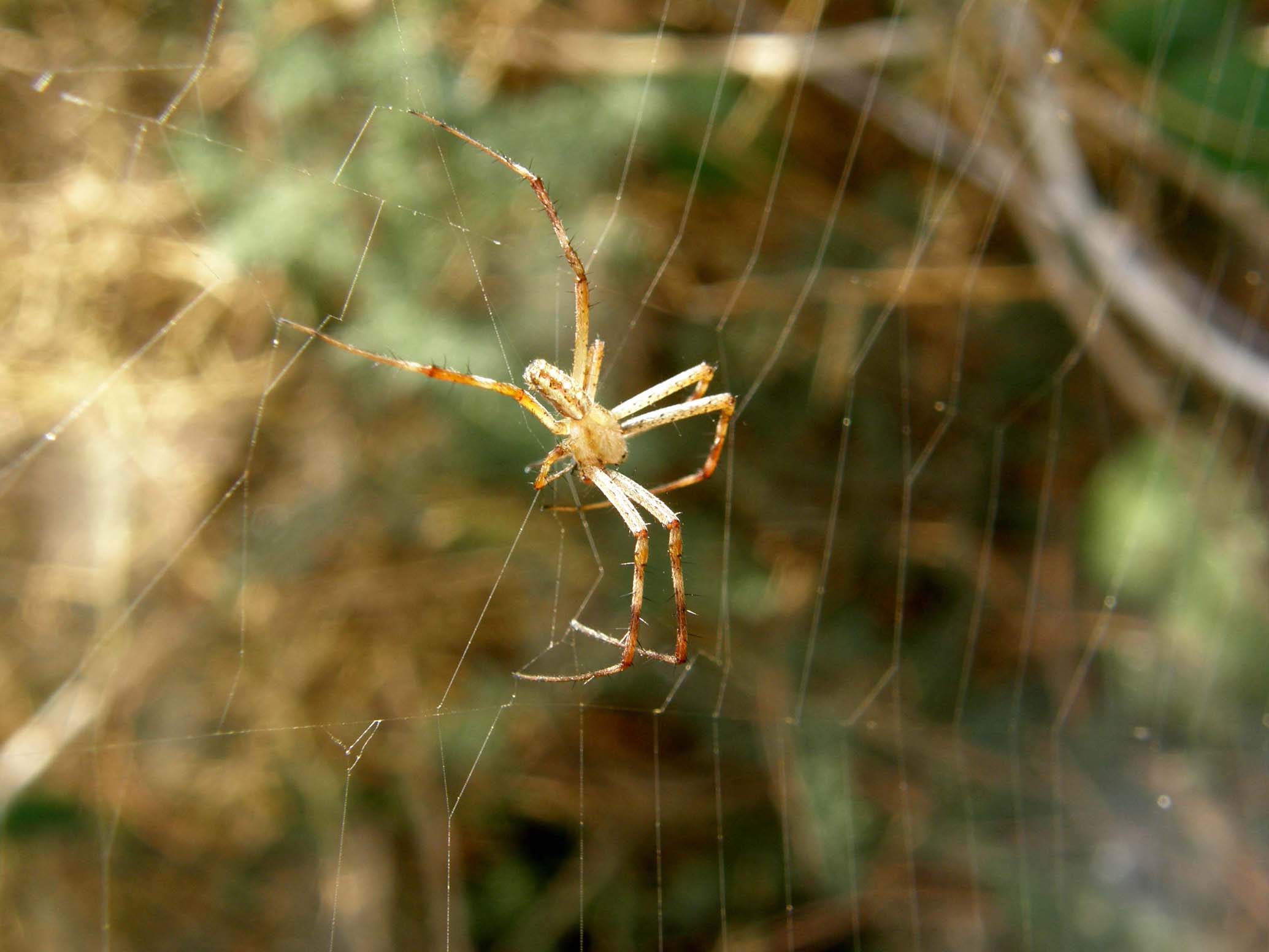 Argiope bruennichi