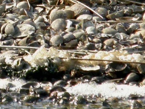 Opera della natura, o c'' lo zampino dell''uomo?