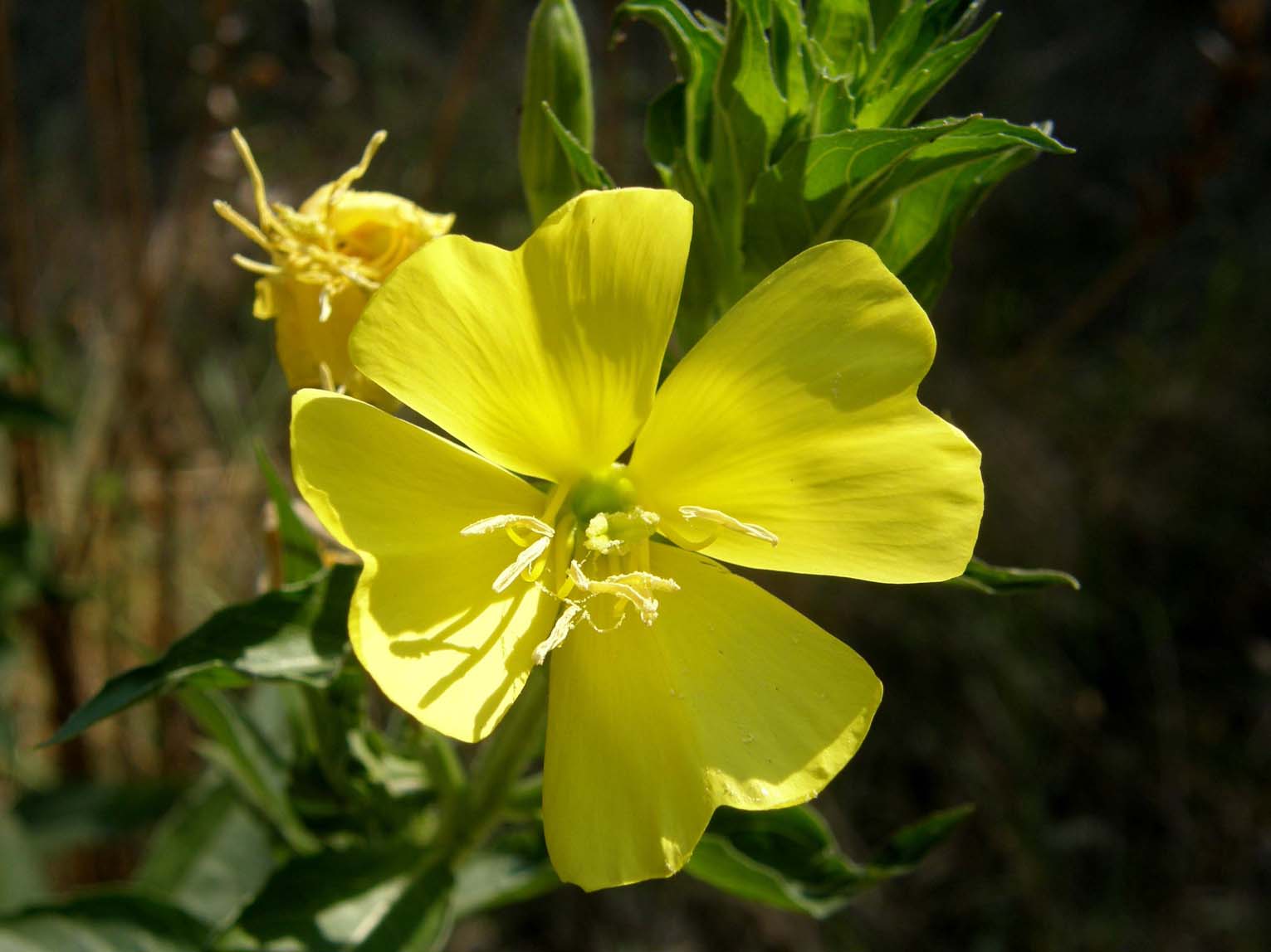 Oenothera biennis (Myrtales - Onagraceae)