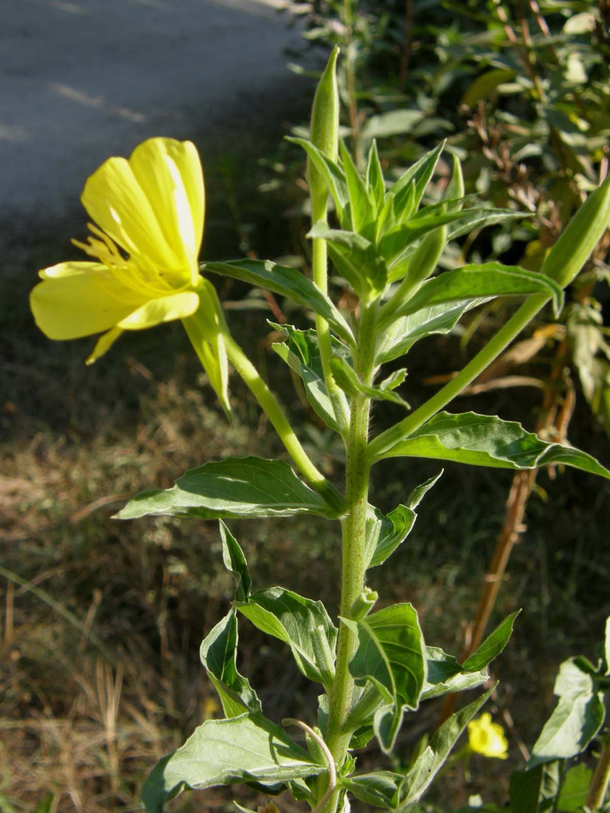 Oenothera biennis (Myrtales - Onagraceae)