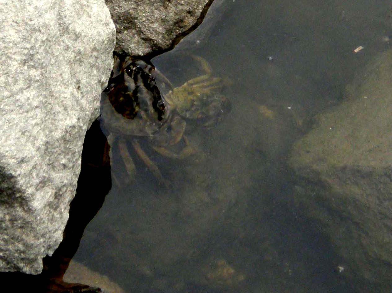 Carcinus aestuarii del Delta del Po