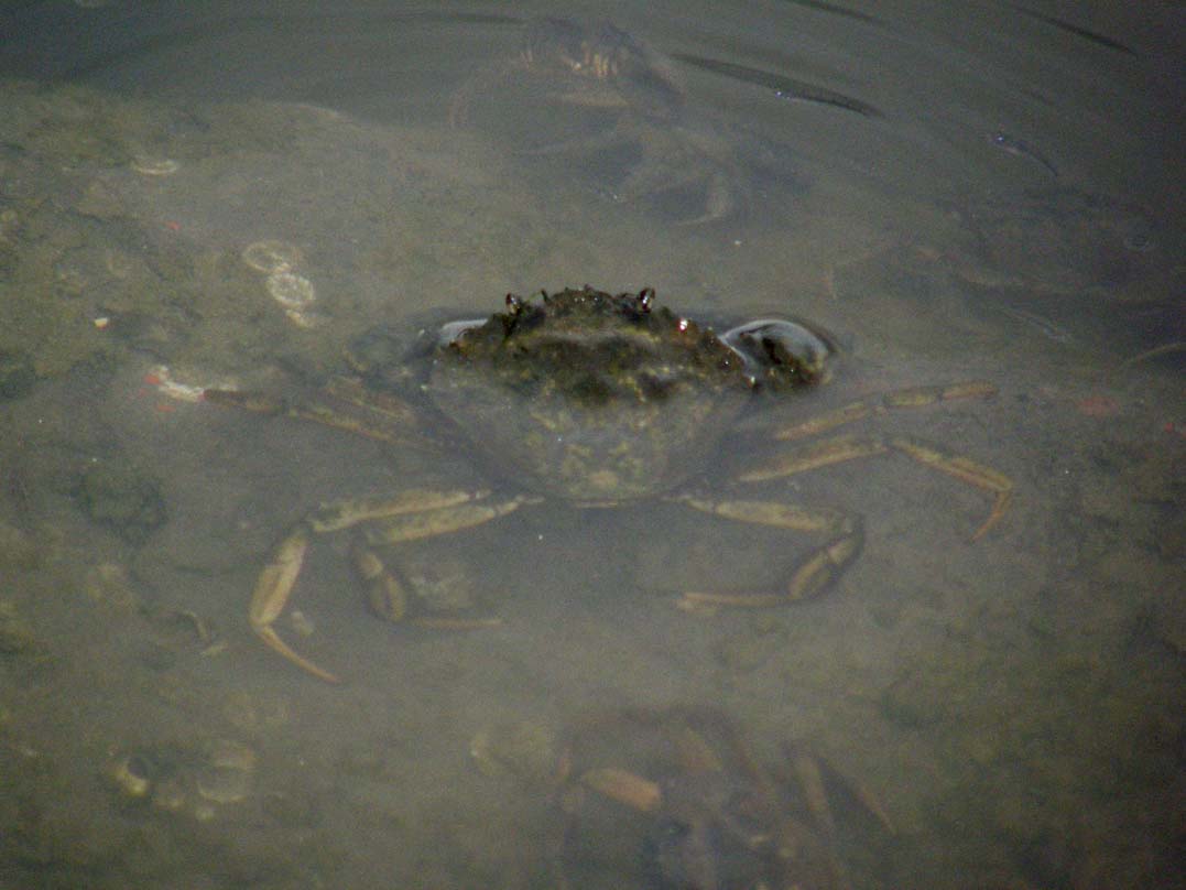 Carcinus aestuarii del Delta del Po