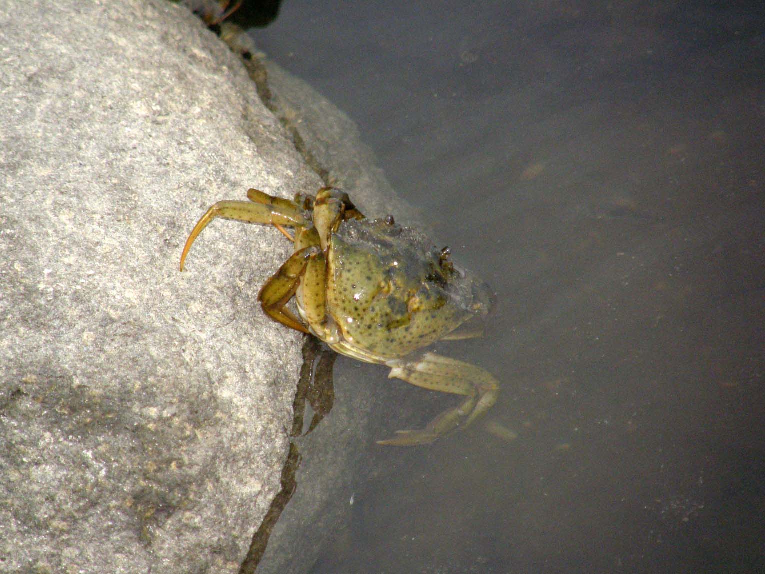 Carcinus aestuarii del Delta del Po