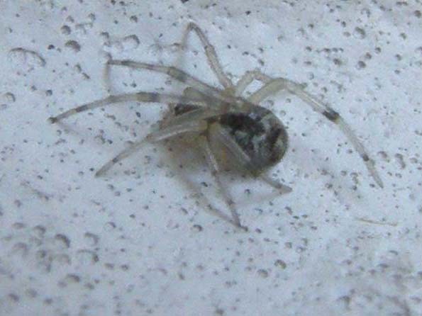 Theridion sp. ?
