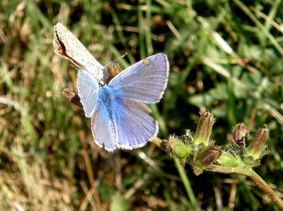 Polyommatus icarus ?