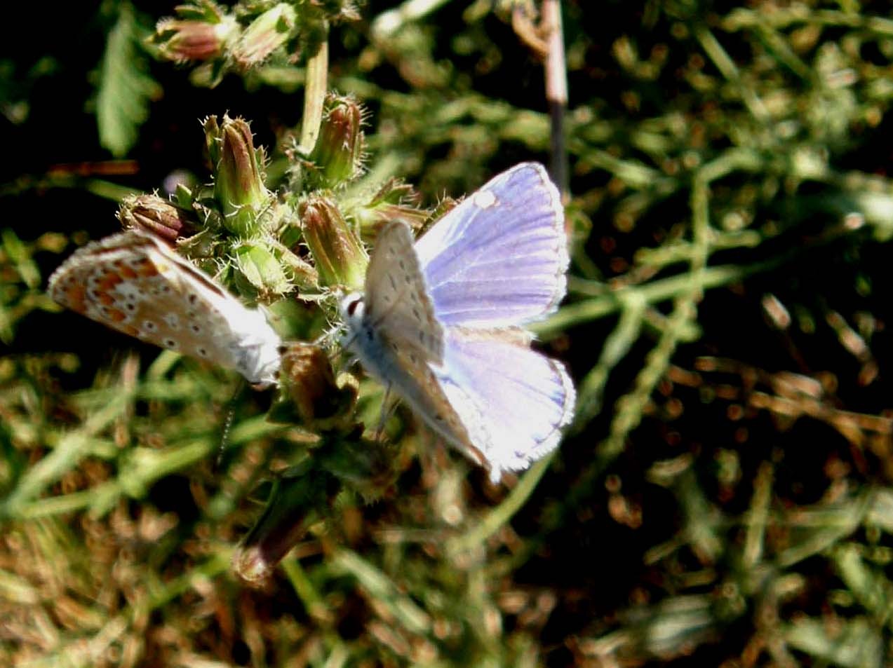 Polyommatus icarus ?