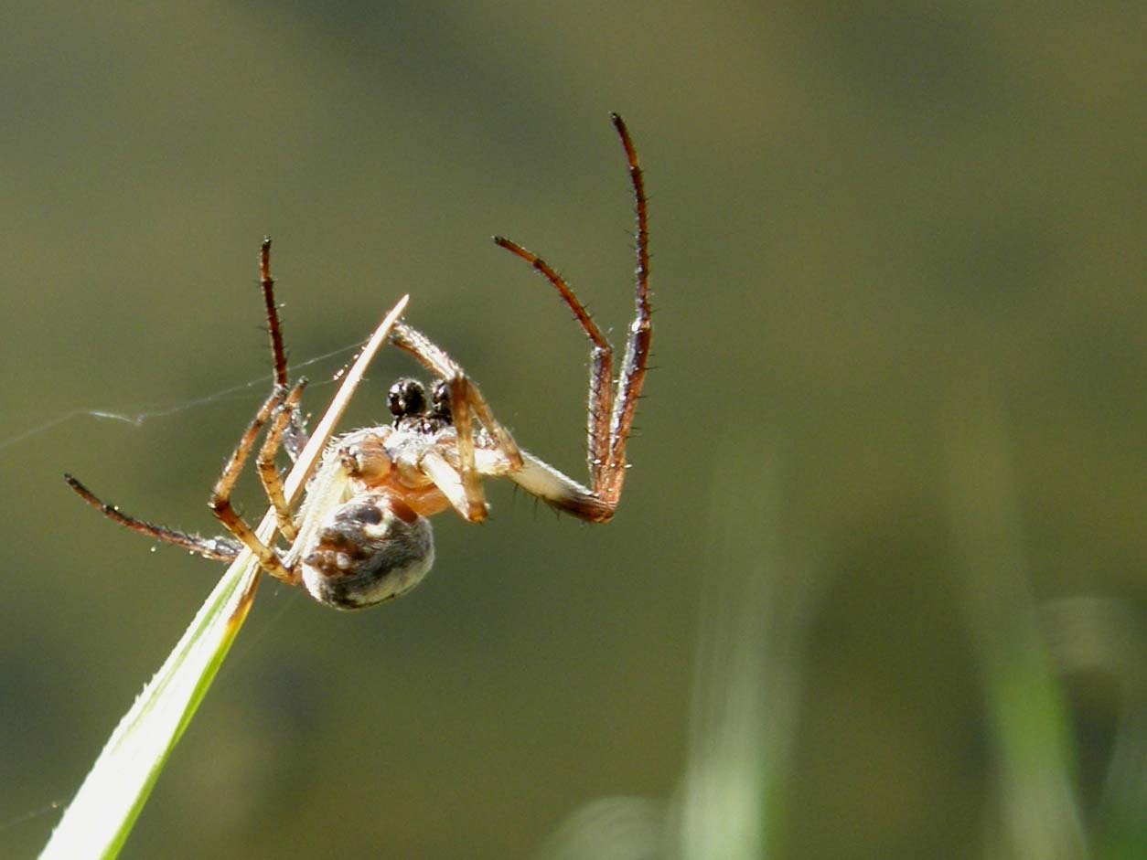 Zygiella sp. ; Larinioides sp.