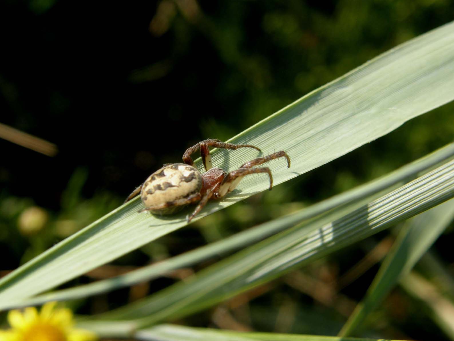 Zygiella sp. ; Larinioides sp.