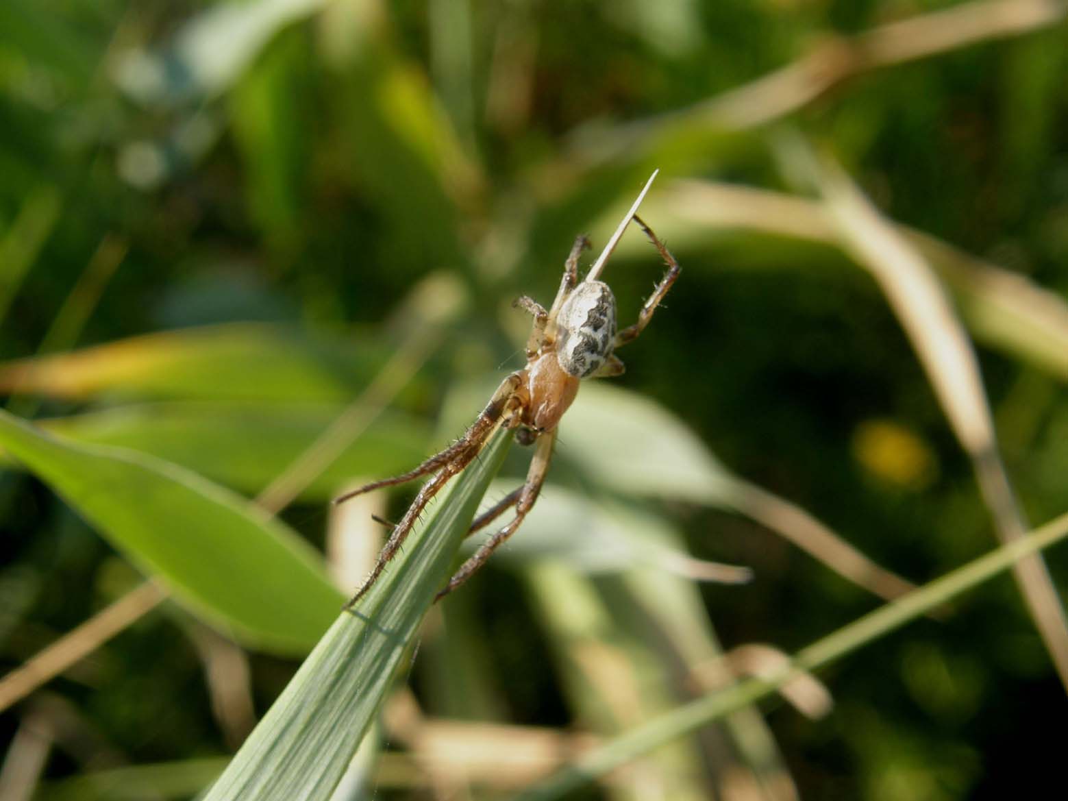 Zygiella sp. ; Larinioides sp.