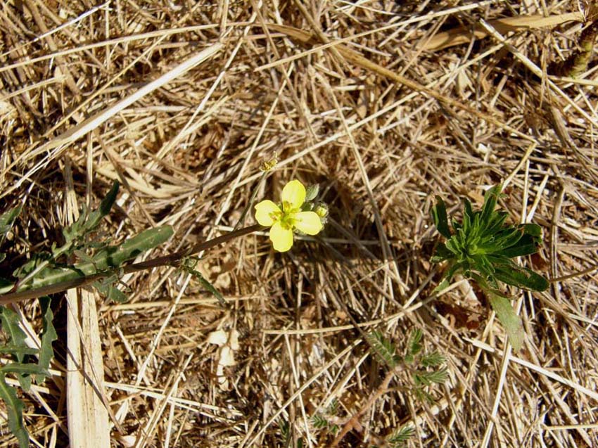 Diplotaxis tenuifolia