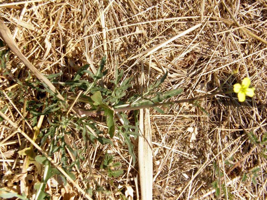 Diplotaxis tenuifolia