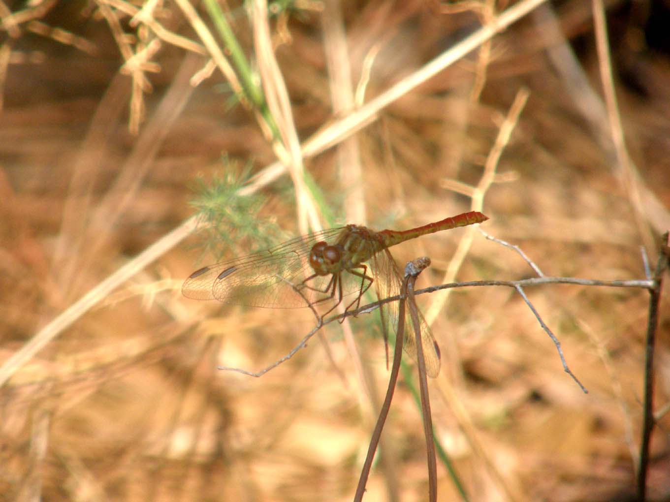 Libellule del Delta del Po