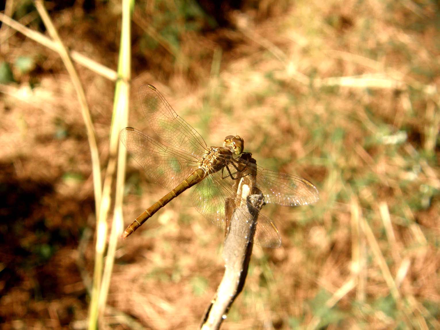 Libellule del Delta del Po