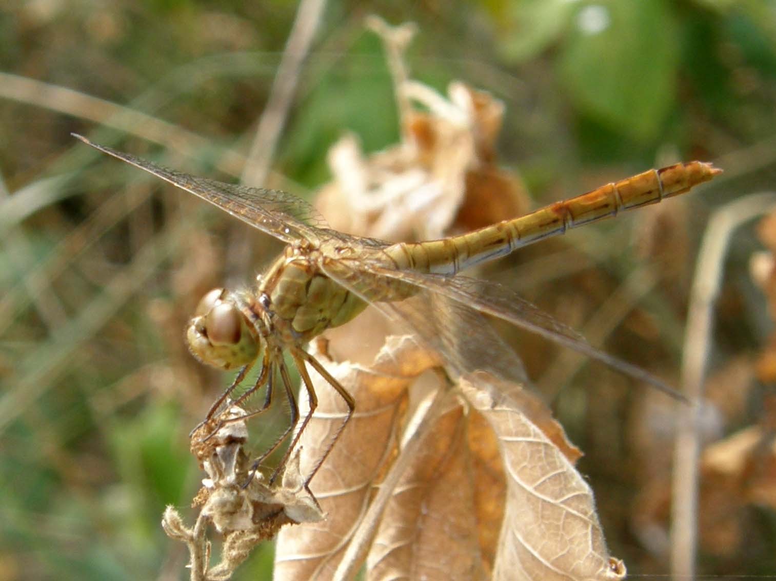 Libellule del Delta del Po