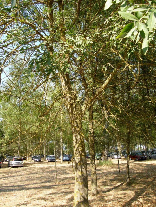 Fraxinus cfr. meridionalis (Lamiales-Oleaceae)