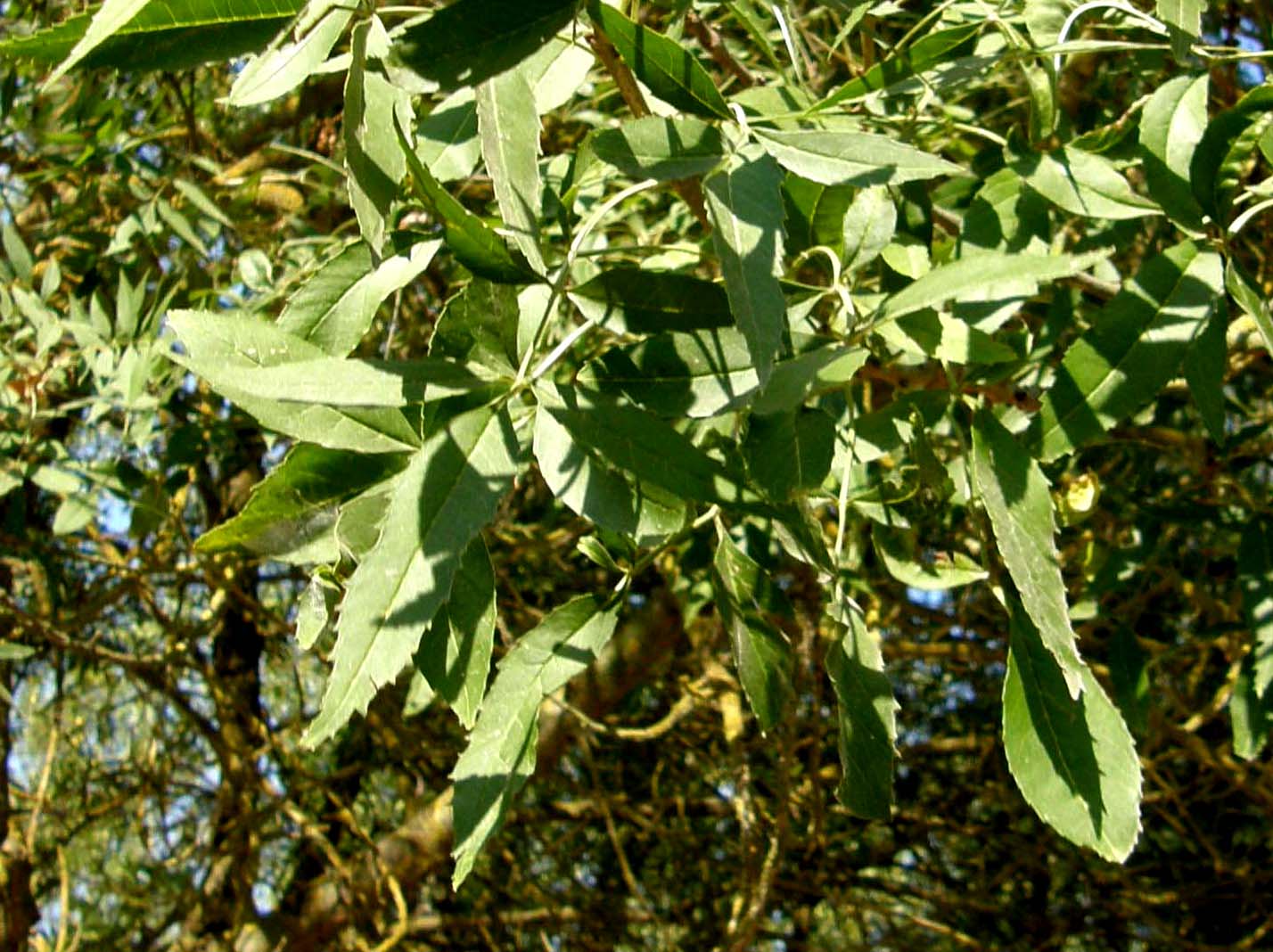 Fraxinus cfr. meridionalis (Lamiales-Oleaceae)