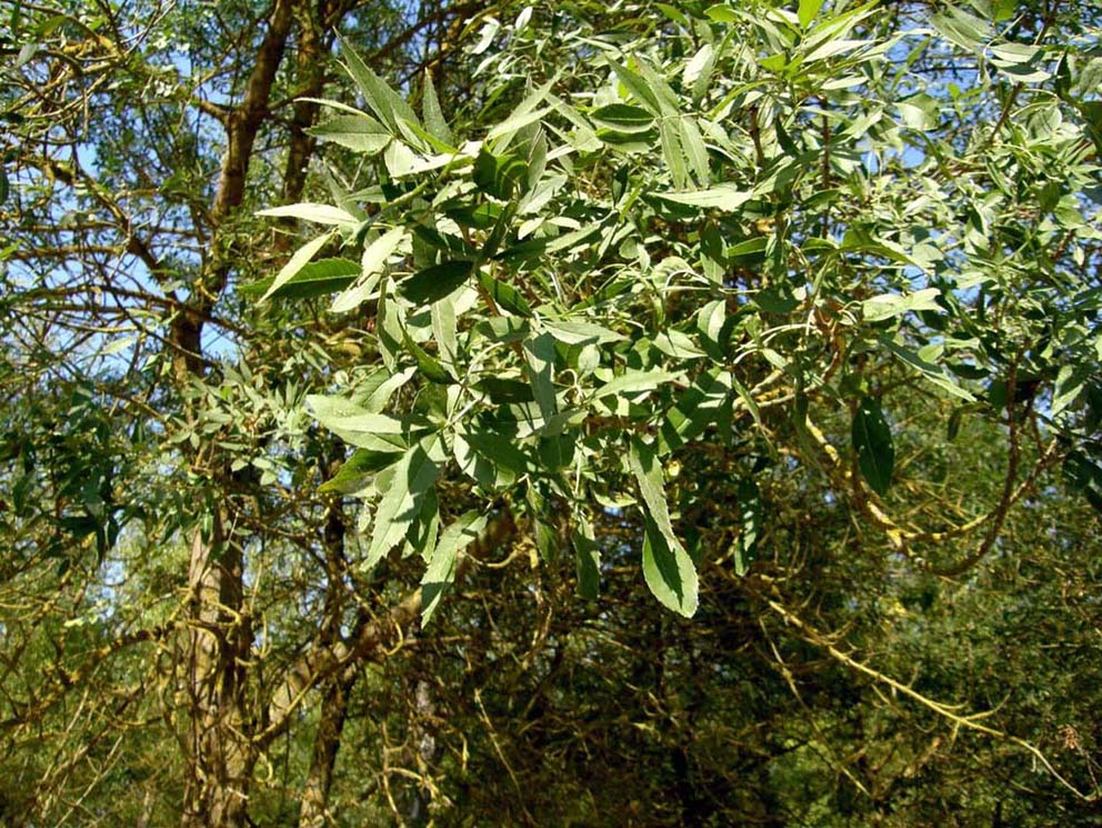 Fraxinus cfr. meridionalis (Lamiales-Oleaceae)