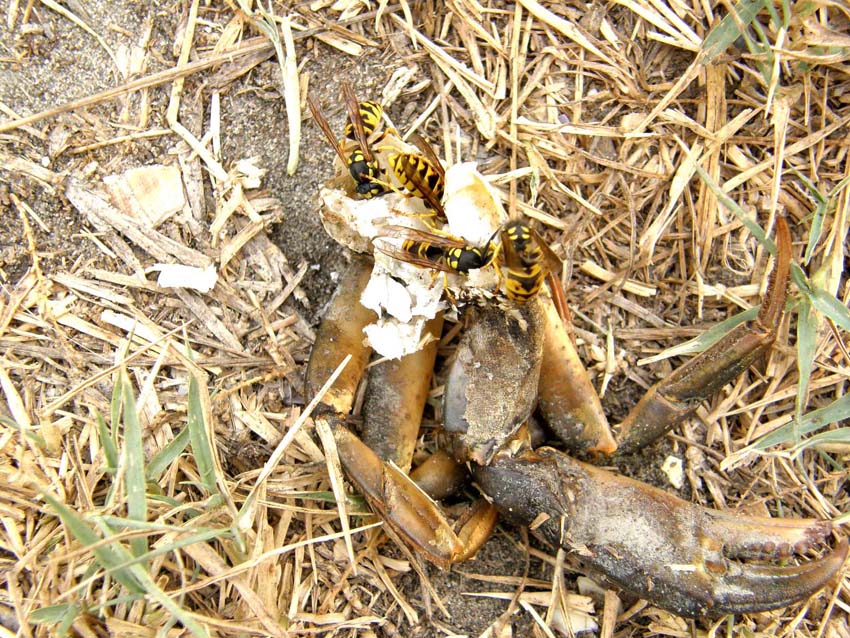 Polistes con antenne scure: Vespula germanica