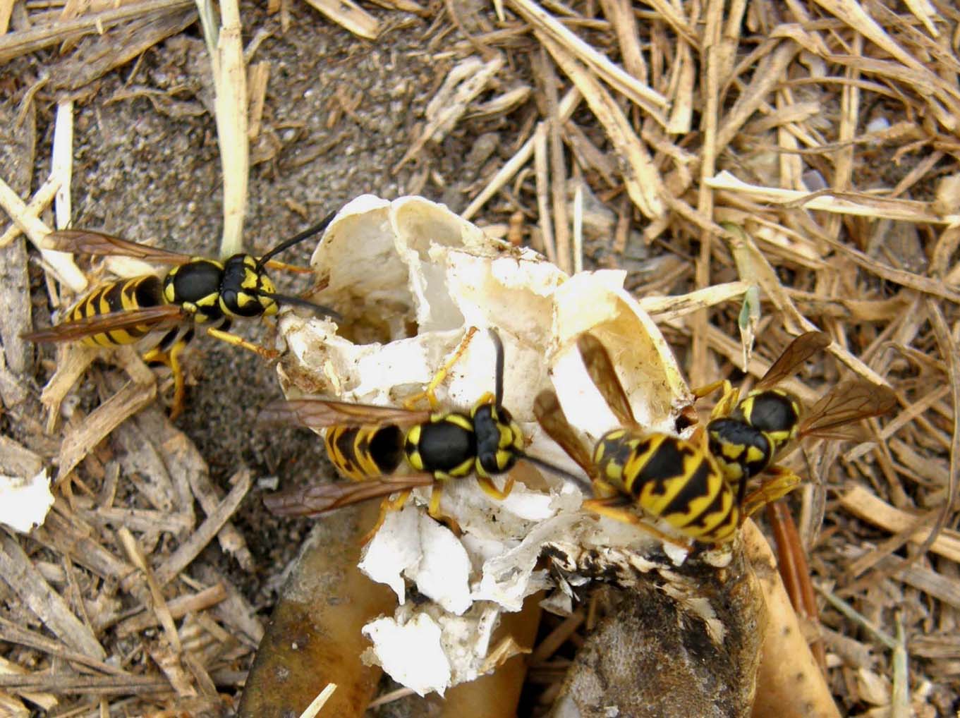 Polistes con antenne scure: Vespula germanica