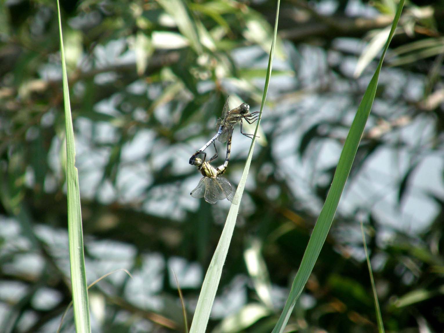 Libellule in accoppiamento