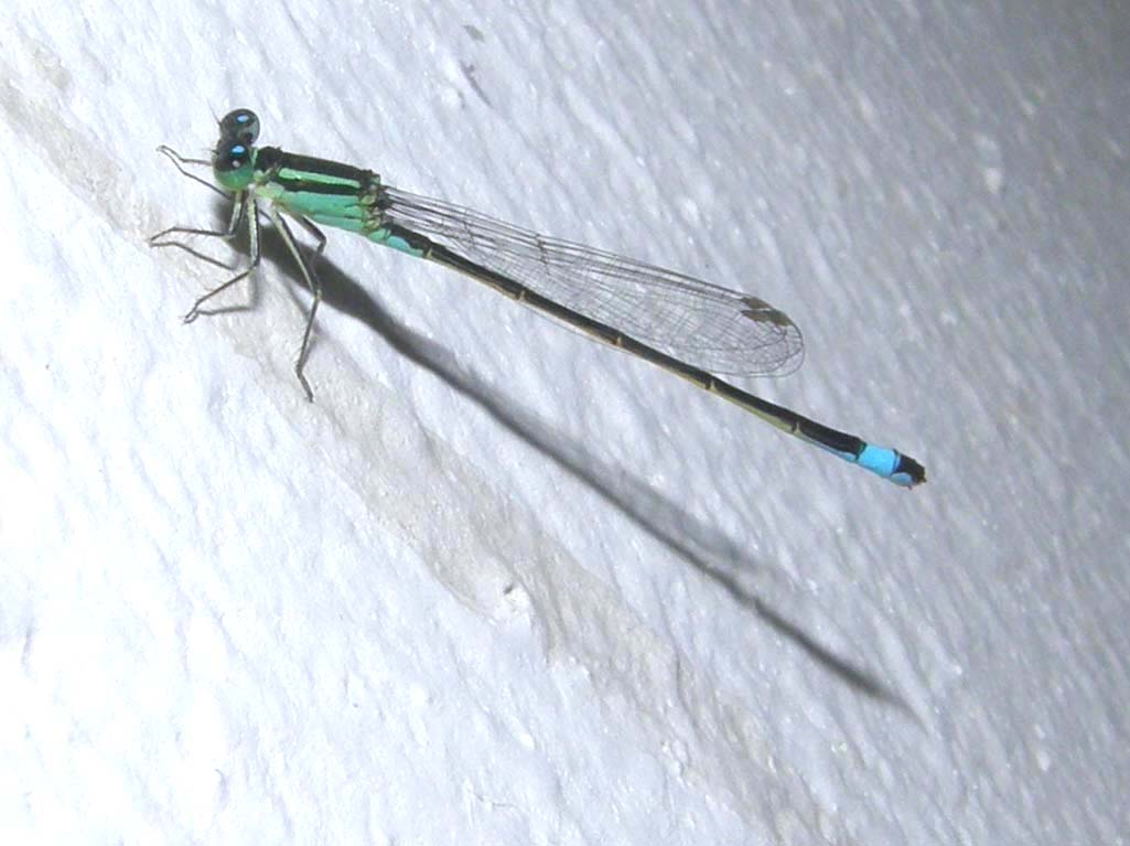 Coenagrionidae da identificare - Ischnura elegans (femmina)