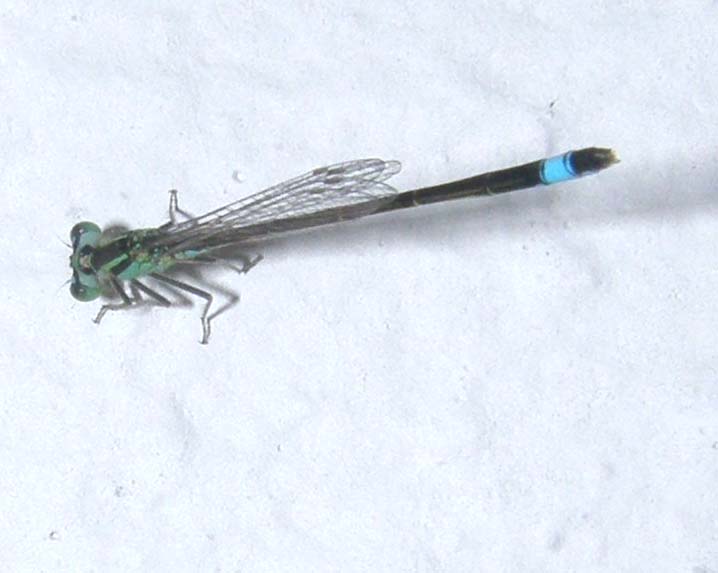 Coenagrionidae da identificare - Ischnura elegans (femmina)