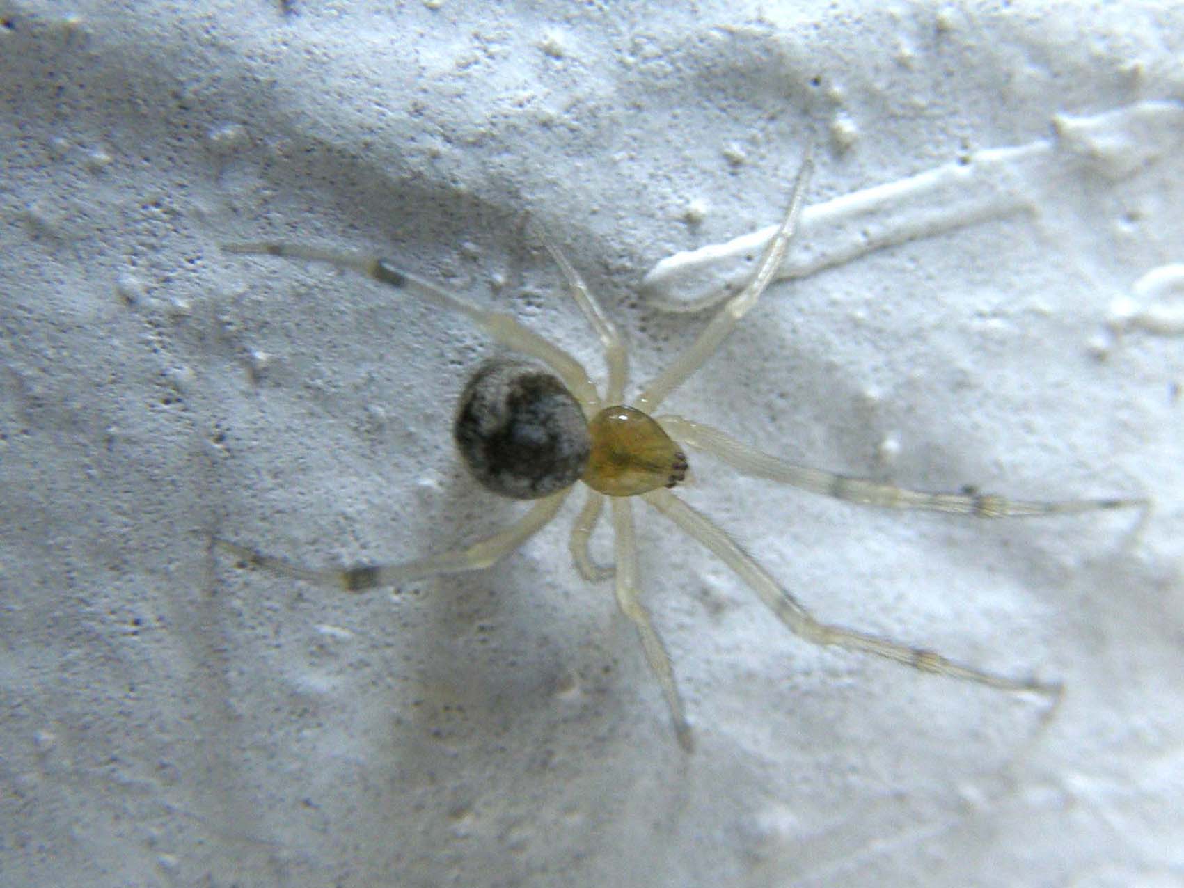 Theridion sp. ?