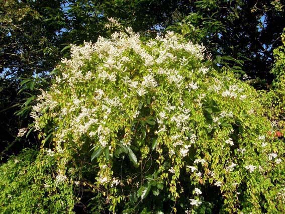 Fallopia baldschuanica