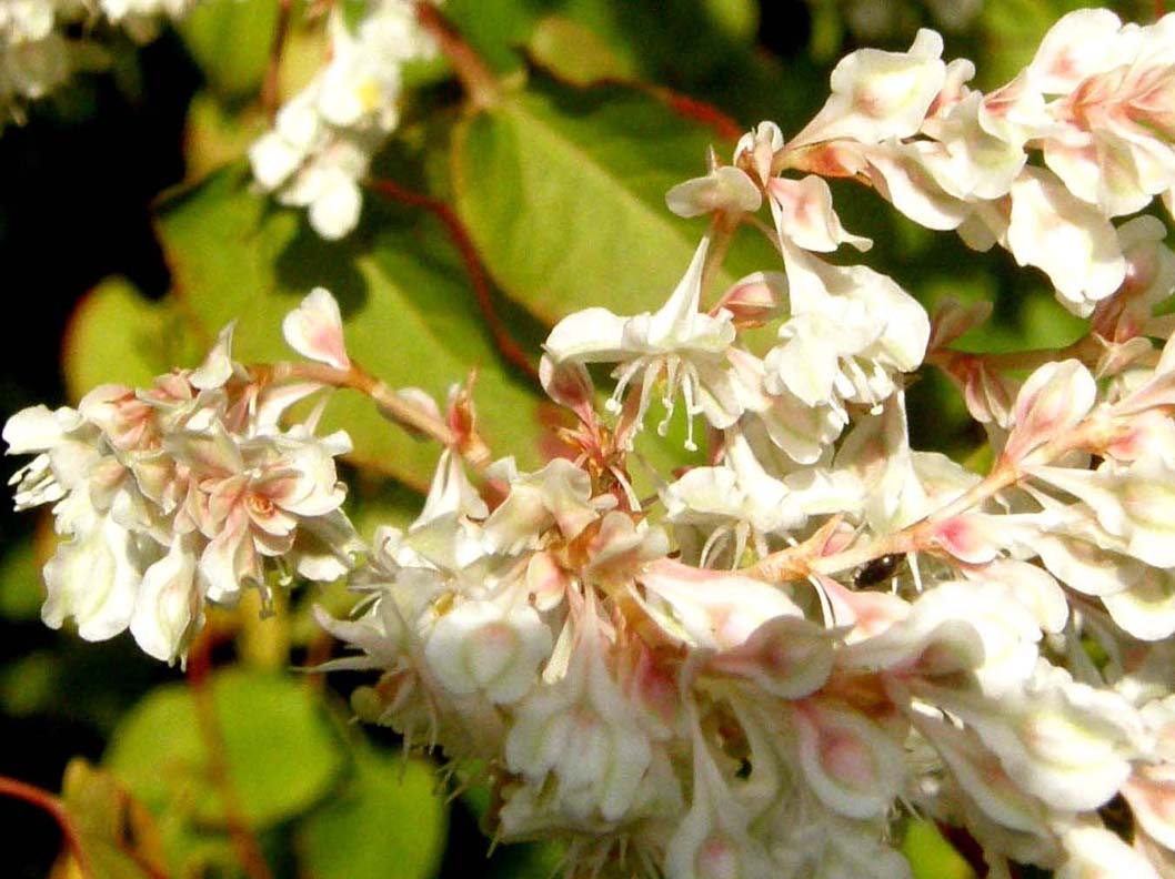 Fallopia baldschuanica