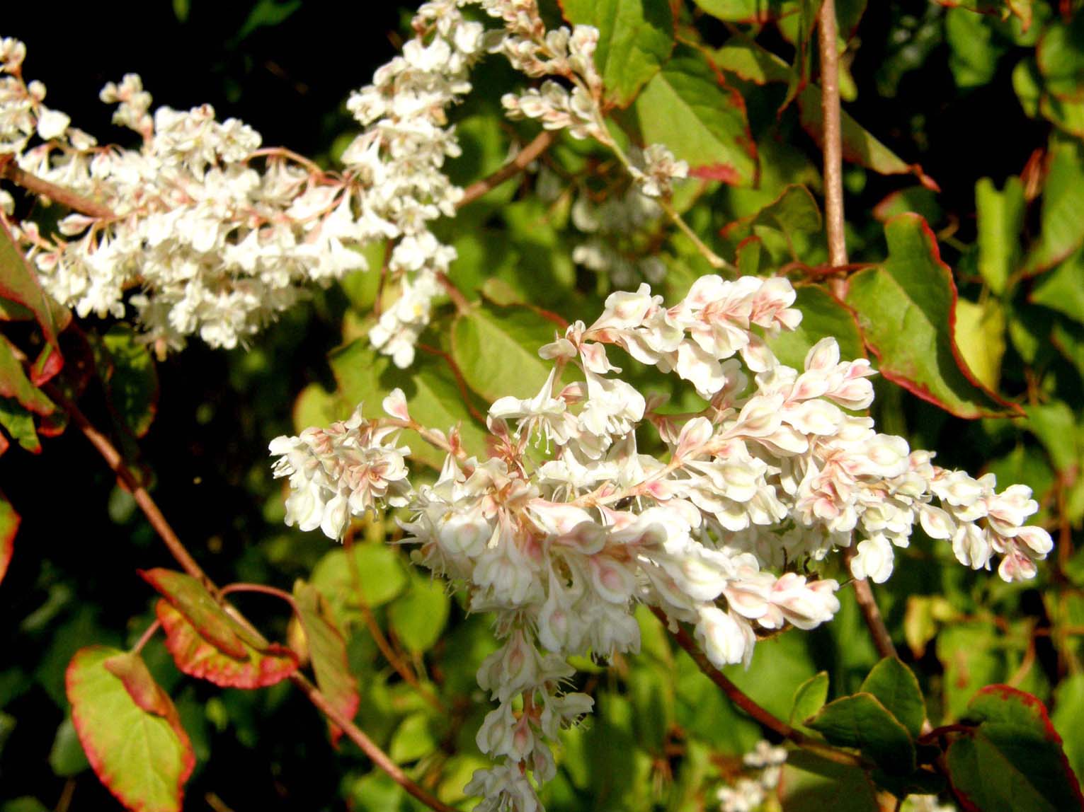 Fallopia baldschuanica