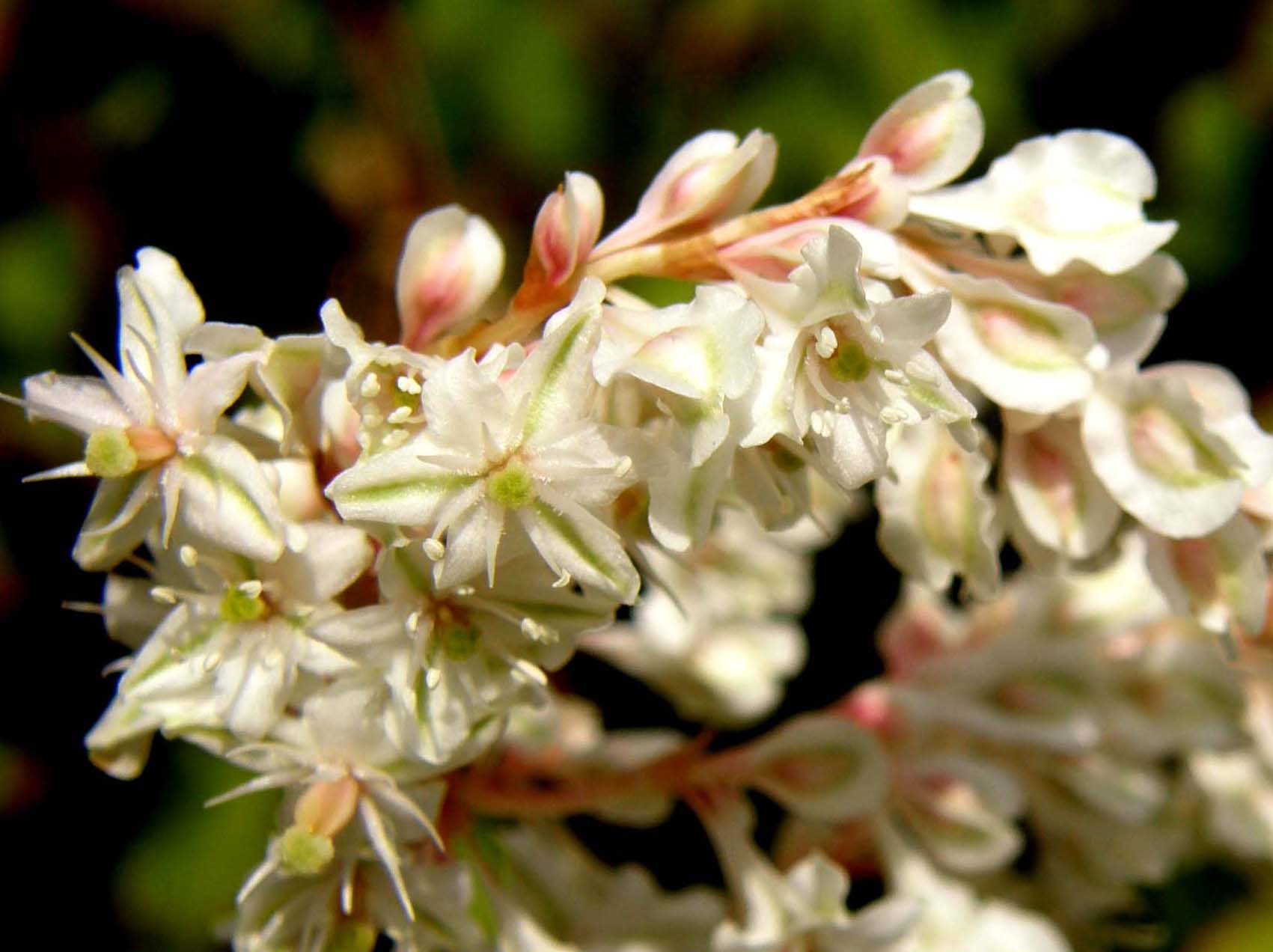 Fallopia baldschuanica