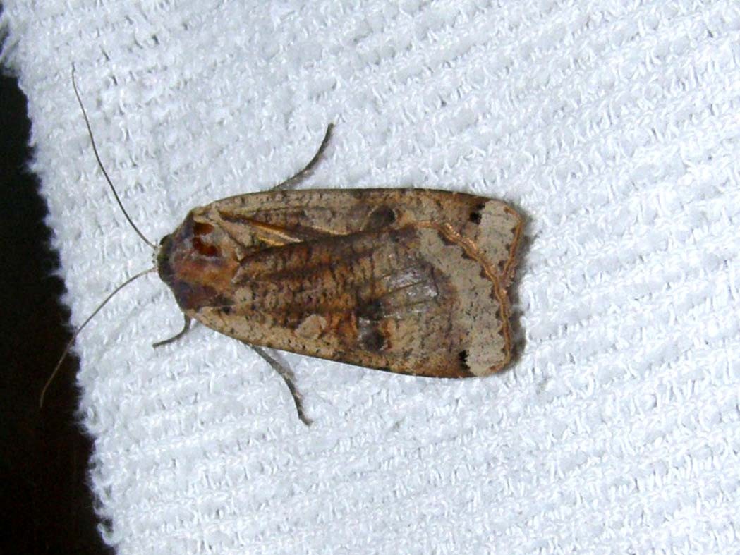 Altra falena casalinga