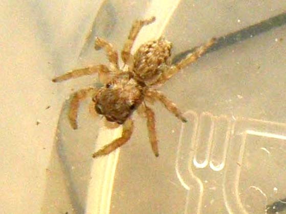 Salticidae