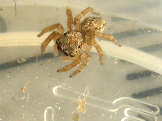 Salticidae