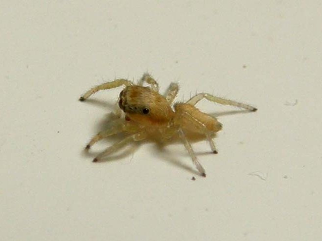 Giovane Salticidae: Icius sp. - Milano