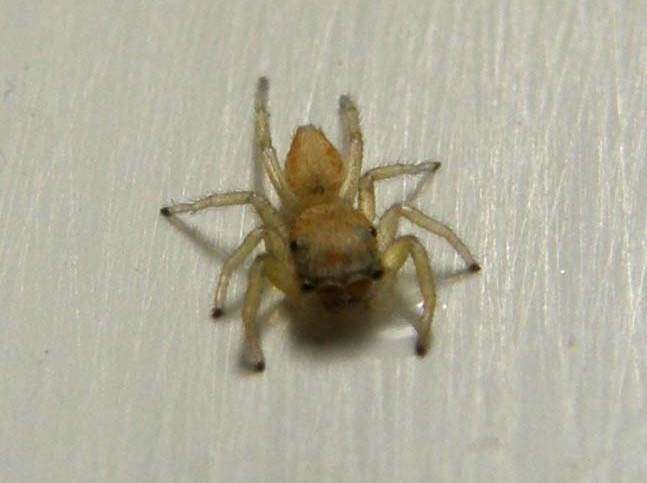 Giovane Salticidae: Icius sp. - Milano